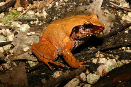 Platymantis boulengeri New Britain, Papua New Guinea